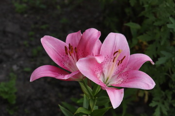 Fototapeta premium two pink lilies on a dark background
