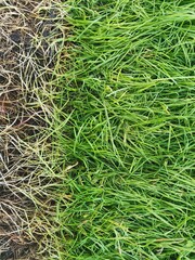 contrasting background of green and faded grass