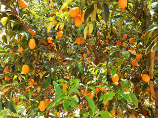Kumquats (cumquats) on the tree. Ripe fruits of Citrus japonica growing on the plantation 