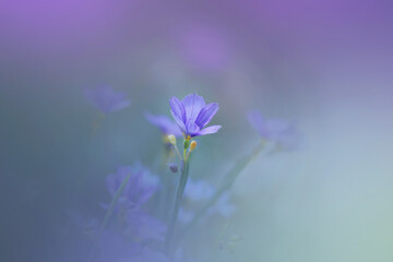 Fototapeta na wymiar Blue eyed grass flower close up shot
