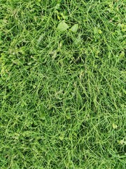 green background of pressed grass. green texture