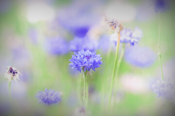 Many Corn flowers in the garden