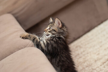 Small cute brown and grey kitten standing and looking to the left and up, portrait