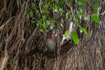 .beautiful monkeys family on a tree with vines sitting