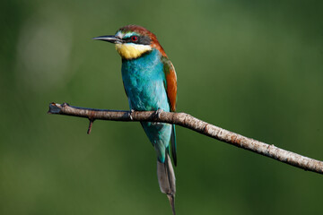 A Golden bee eater sits on a branch on a green background