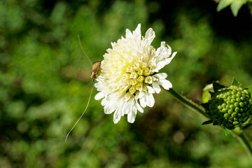 A small insect sits on a yellow-white flower in the forest.