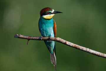 A Golden bee eater sits on a branch on a green background