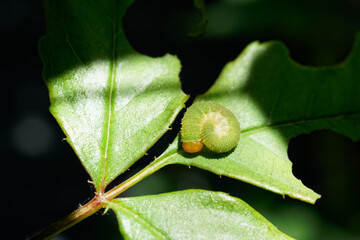 The green caterpillar is sleeping curled up on a leaf of a rose bush.