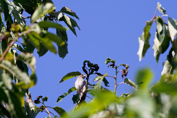 Sparrow sits on the branches of a cherry tree.