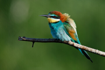 A Golden bee eater sits on a branch on a green background