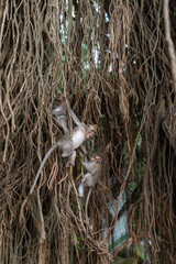 .beautiful monkeys family on a tree with vines sitting