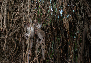 .beautiful monkeys family on a tree with vines sitting