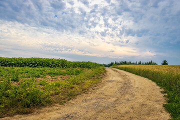 Fototapeta na wymiar A dirt road between a sunflower field and a wheat field