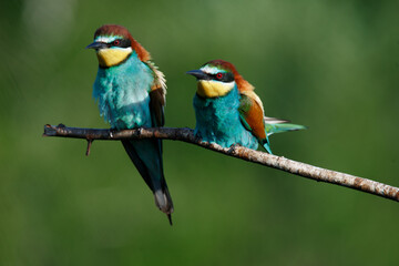 A Golden bee eater sits on a branch on a green background