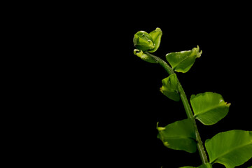 Obraz premium Tropical plant leaves on black background