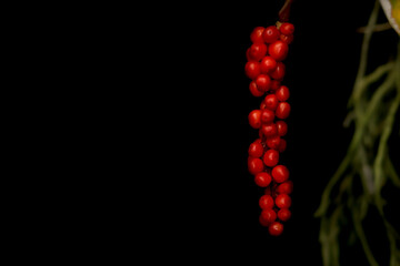 Hawaiian plant with red wild  berries