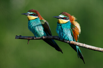 A Golden bee eater sits on a branch on a green background