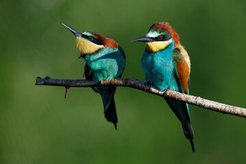 A Golden bee eater sits on a branch on a green background