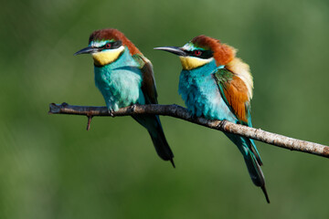 A Golden bee eater sits on a branch on a green background
