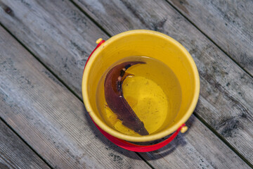 Small brown fish in a yellow plastic bucket