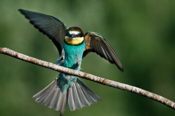 European Bee-eater comes in to land on a branch with another bee-eater
