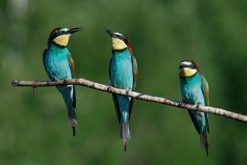 A Golden bee eater sits on a branch on a green background