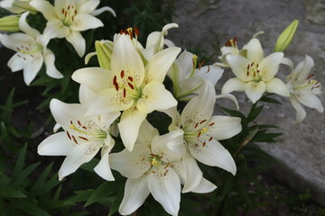 beautiful white lilies for a loved one on a dark background