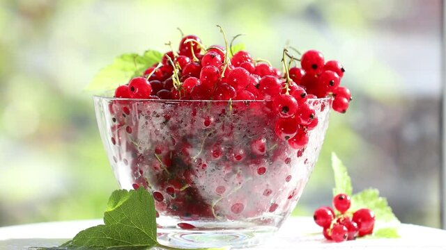 Ripe red currant with water drops and green leaves in glass dish move in frame. Green sunny garden out focus behind window. 