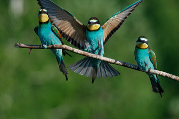European Bee-eater comes in to land on a branch with another bee-eater