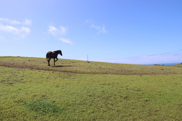 Cheval à Orongo, île de Pâques