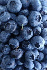 blueberries close up