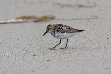 Least Sandpiper walking along the beach sand looking for clues that might lead to a meal.
