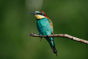 A Golden bee eater sits on a branch on a green background