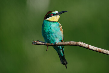A Golden bee eater sits on a branch on a green background