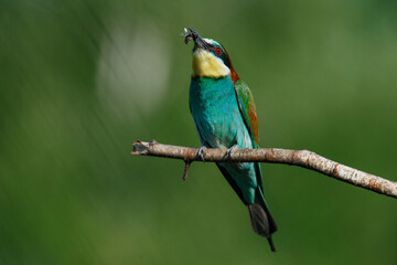 A Golden bee eater sits on a branch on a green background