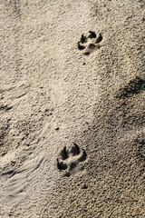 Fototapeta na wymiar Footprints of a large dog on the ground, Footprints of a dog on the ground in the mud. Local footprints of dogs on the ground. Pet care