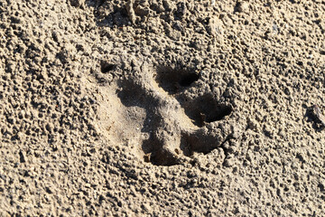 Footprints of a large dog on the ground, Footprints of a dog on the ground in the mud. Local footprints of dogs on the ground. Pet care