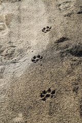 Fototapeta na wymiar Footprints of a large dog on the ground, Footprints of a dog on the ground in the mud. Local footprints of dogs on the ground. Pet care
