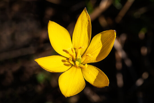 Crocus Flavus Images Browse Stock Photos Vectors And Video