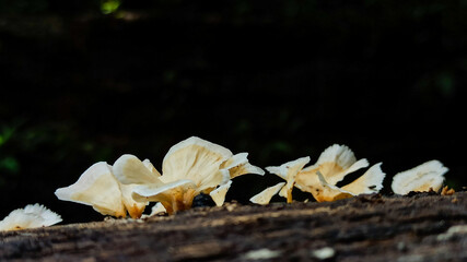 white mushroom on the tree