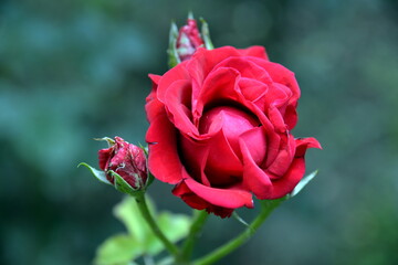 bright, beautiful rose flower, growing in the garden, Sunny day.