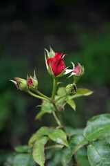 bright, beautiful rose flower, growing in the garden, Sunny day.