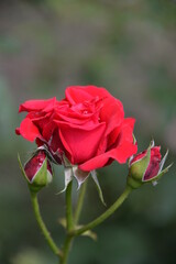 bright, beautiful rose flower, growing in the garden, Sunny day.