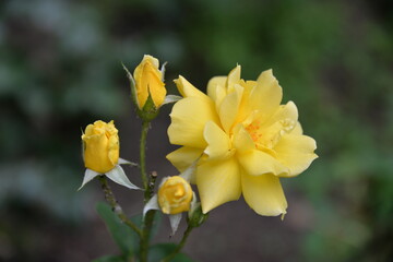 Fototapeta na wymiar bright, beautiful rose flower, growing in the garden, Sunny day.