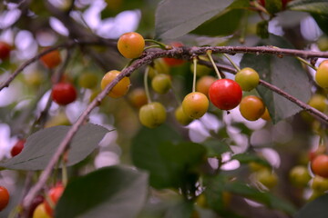 a cherry tree in the garden, and small red cherries ripen on the tree in June