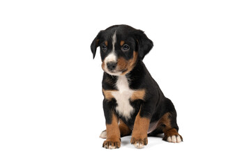 Portrait of a Appenzeller Mountain Sennen Dog pup sitting isolated against a white background