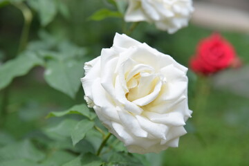 bright, beautiful rose flower, growing in the garden, Sunny day.