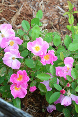 Pink shrub roses in blooming in a garden