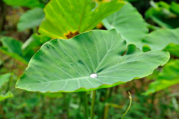 Green Caladium and drop in the nature