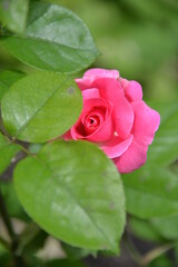 bright, beautiful rose flower, growing in the garden, Sunny day.